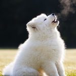 Why do dogs howl