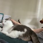 Why does my cat slap me with his tail