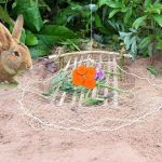 How to catch a rabbit