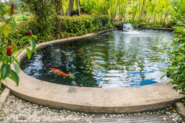 How A Covered Koi Pond Works