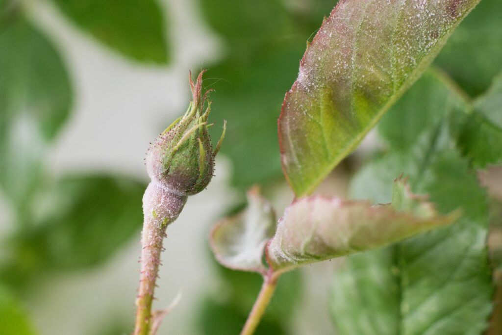 Damaged rose leaves showing white spots, illustrating causes, treatments, and prevention for healthy blooms