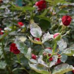 Close-up of rose leaves with white spots caused by fungal infection, highlighting plant health issues