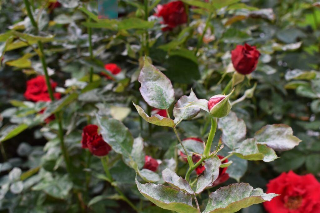 Close-up of rose leaves with white spots caused by fungal infection, highlighting plant health issues