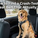 Golden Retriever wearing a secure dog safety harness in a car backseat.